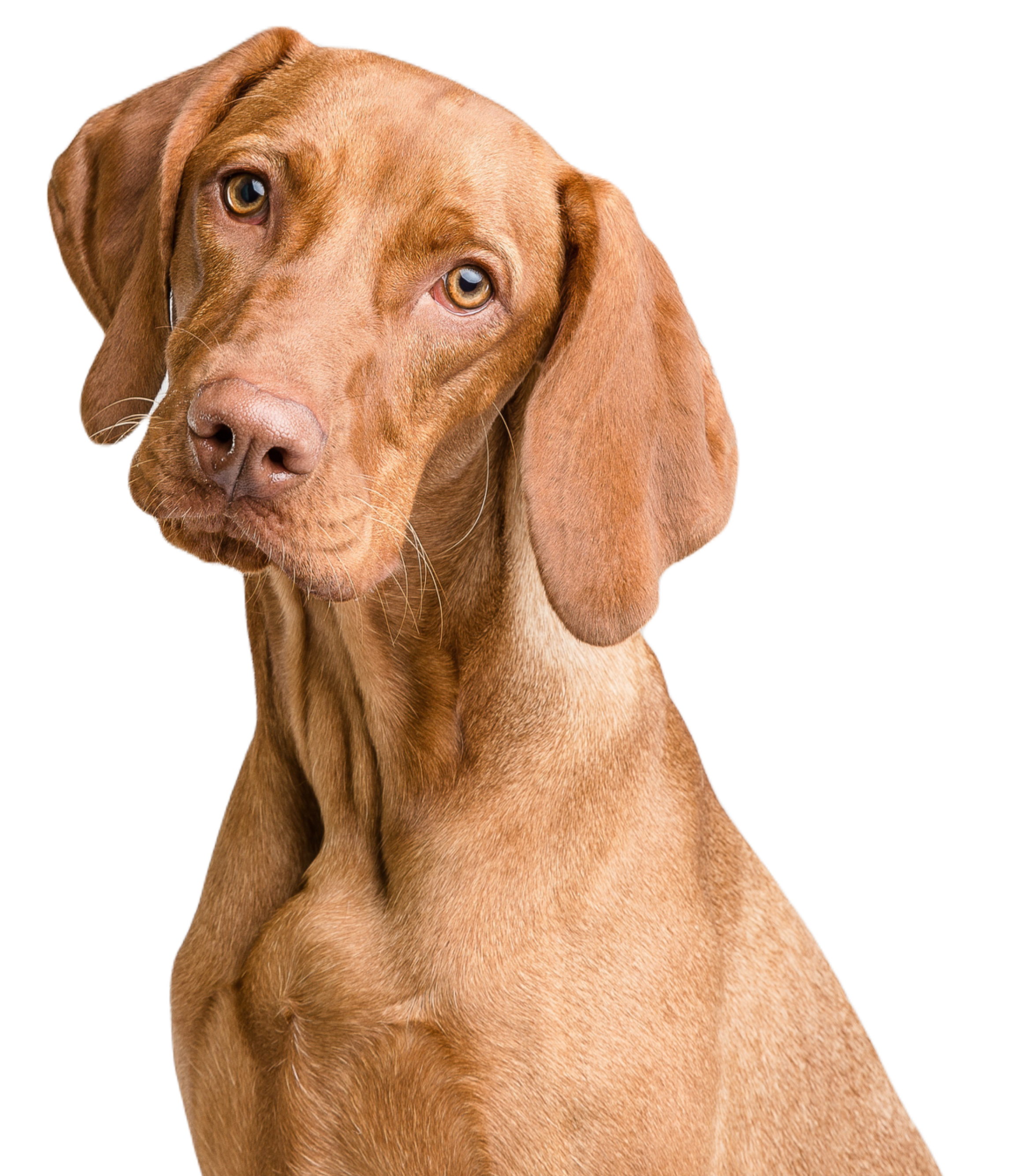 Een hond die we kunnen trainen