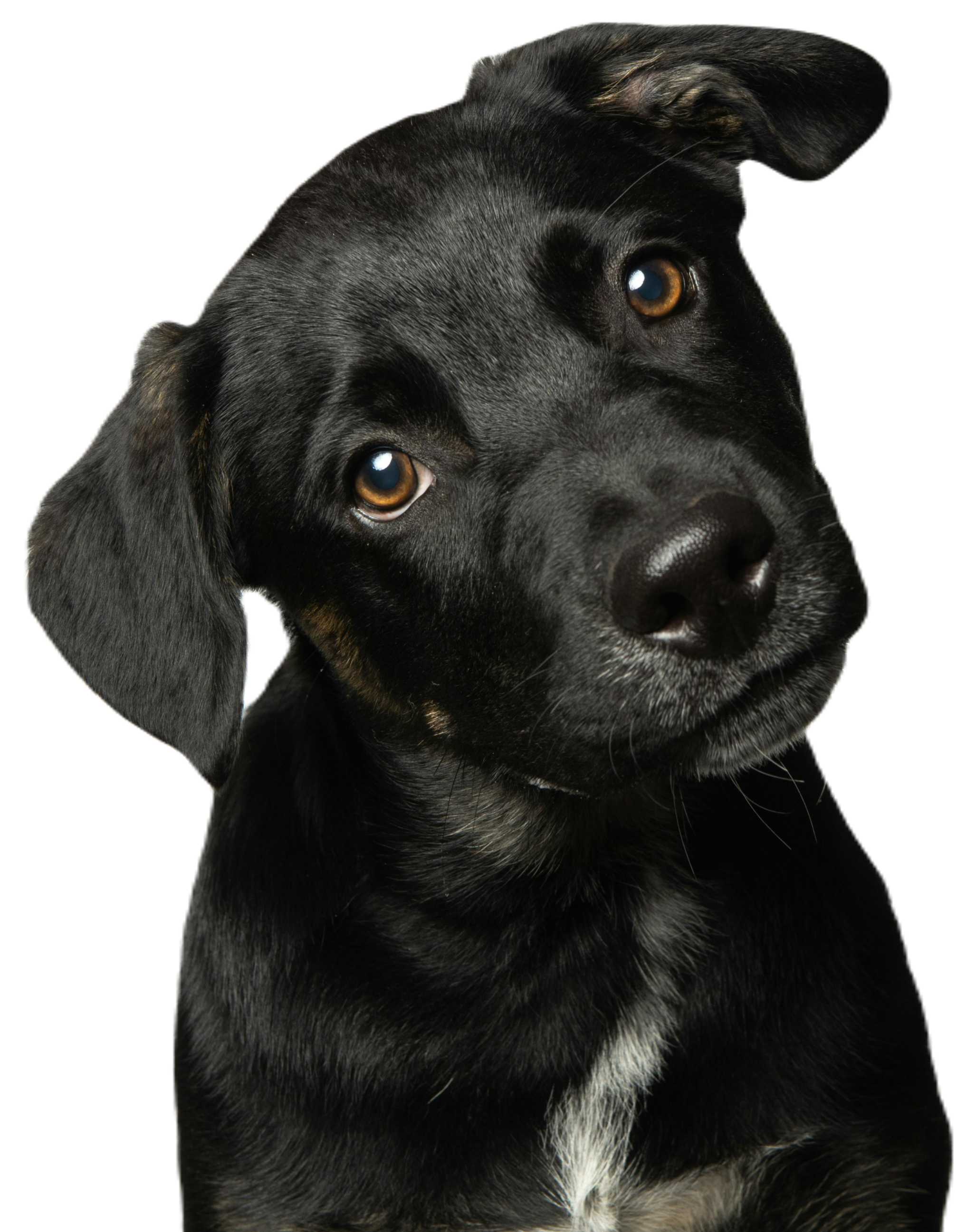 Puppy coaching in Alphen aan den Rijn