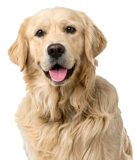 wandelcoaching,wandel begeleiding,wandelcoaching voor honden,alphen aan den rijn